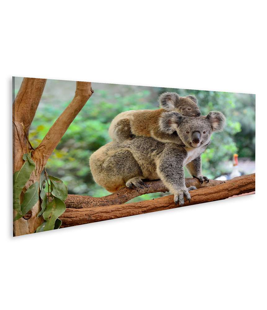 Islandburner Bild auf Leinwand Baby-Koala kuschelt auf dem Rücken seiner Mutter im Eukalyptusbaum