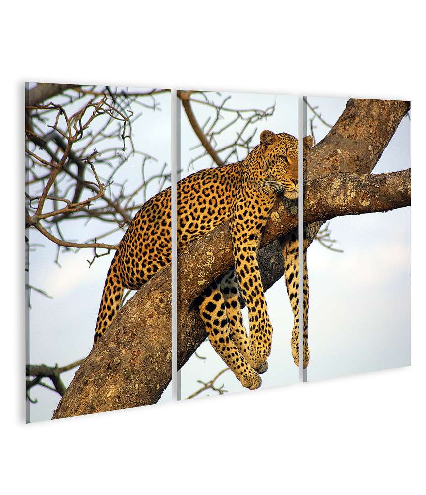 Islandburner Bild auf Leinwand Leopard entspannt faulenzend in eindrucksvollem Wandbild