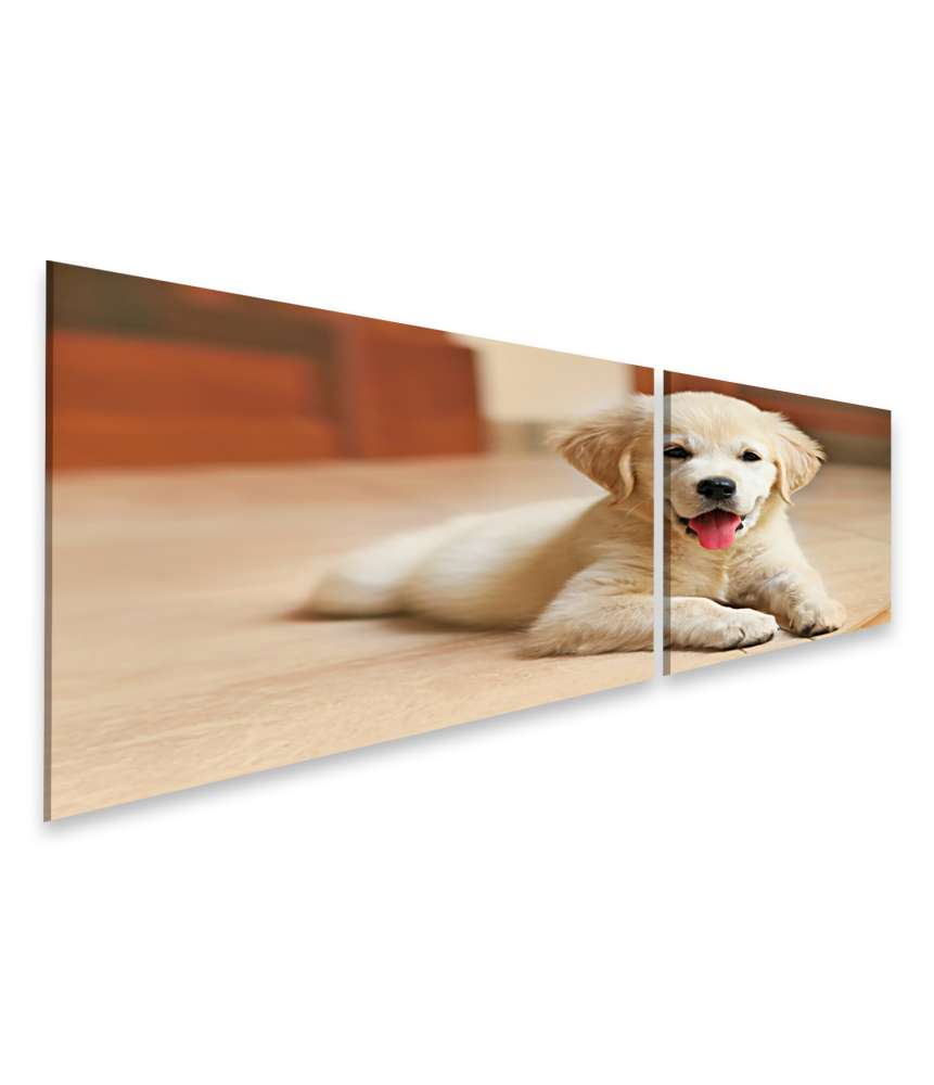 Islandburner Bild auf Leinwand Innenansicht eines goldenen Labrador Retriever Welpen Wandbilds