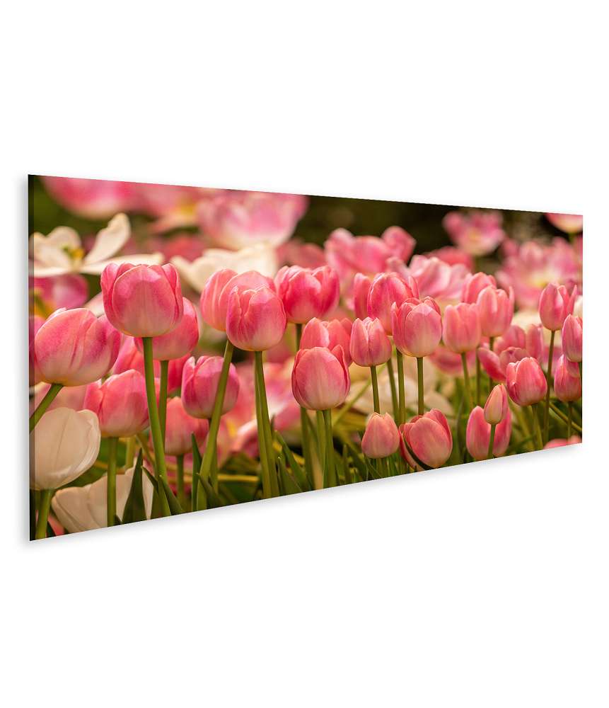 Islandburner Bild auf Leinwand Ein atemberaubendes Wandbild von einem Feld voller rosafarbener Tulpen