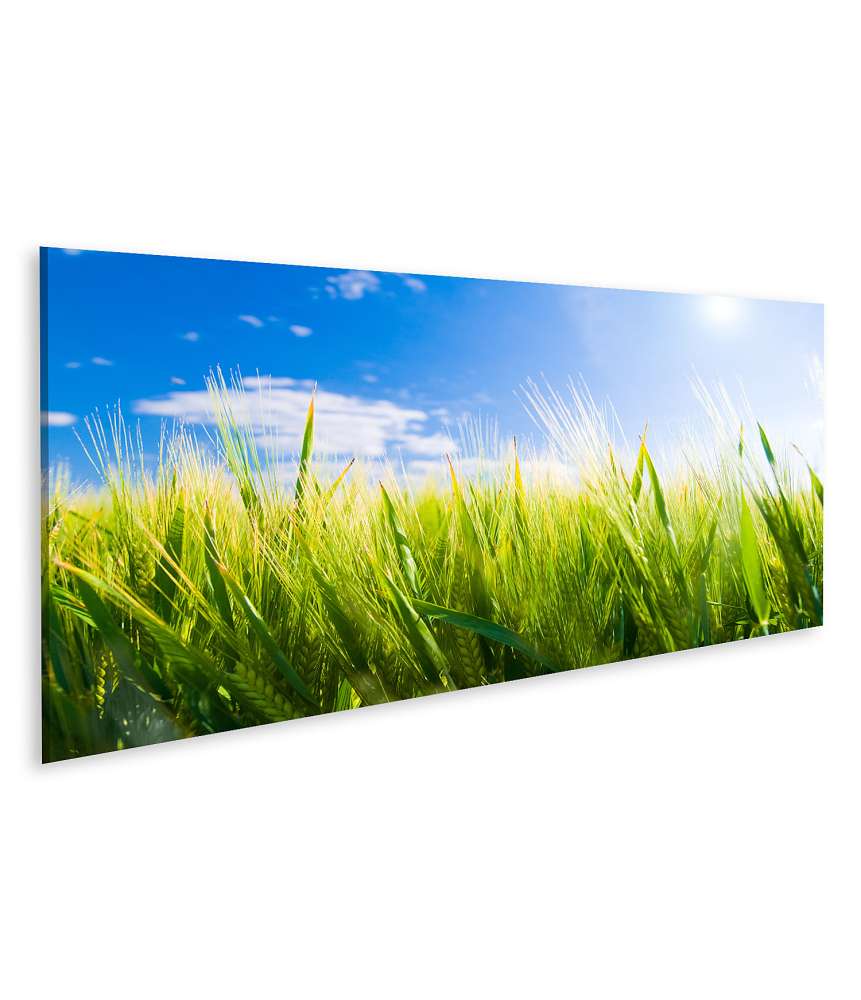 Islandburner Bild auf Leinwand Sonniges Weizenfeld: Idyllische Agrarlandschaft Wandbild 99A