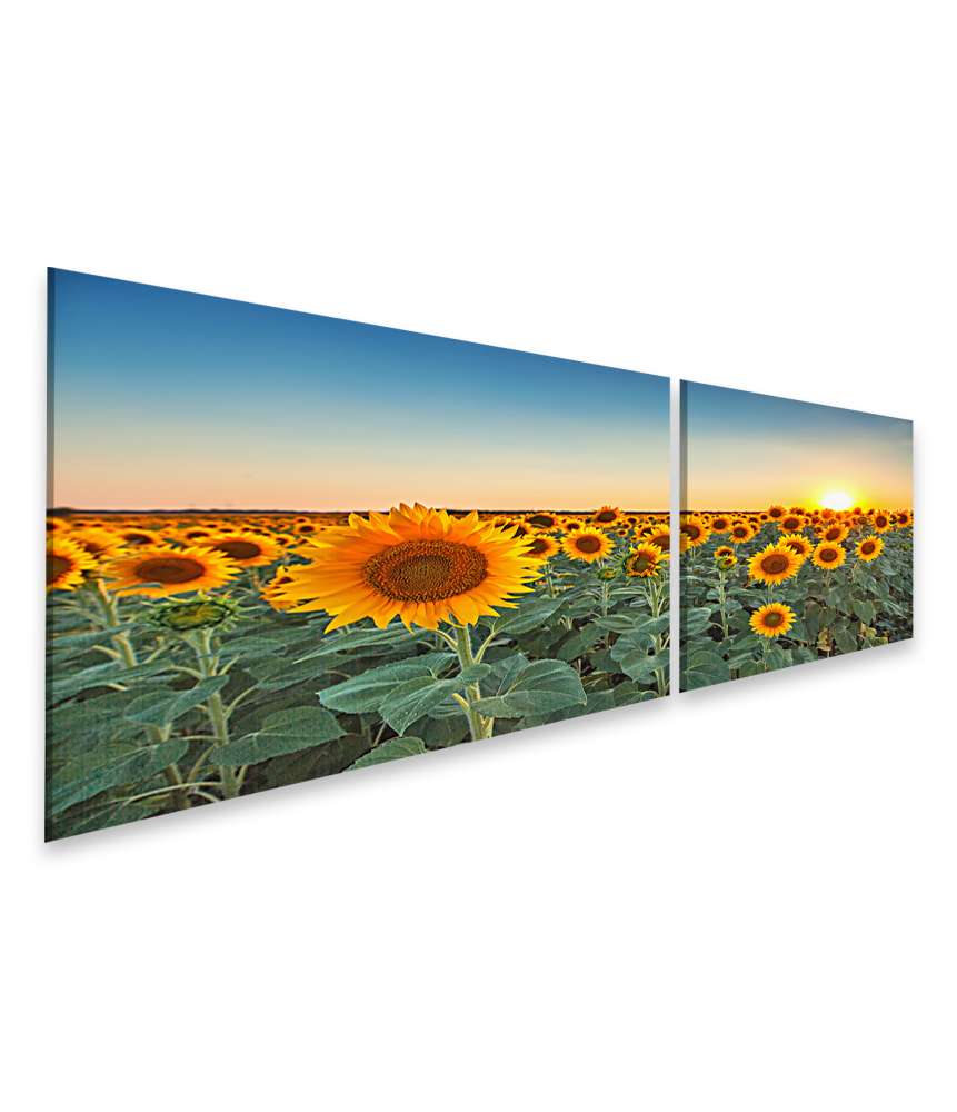 Islandburner Bild auf Leinwand Sonnenuntergang über einem Feld voller blühender Sonnenblumen