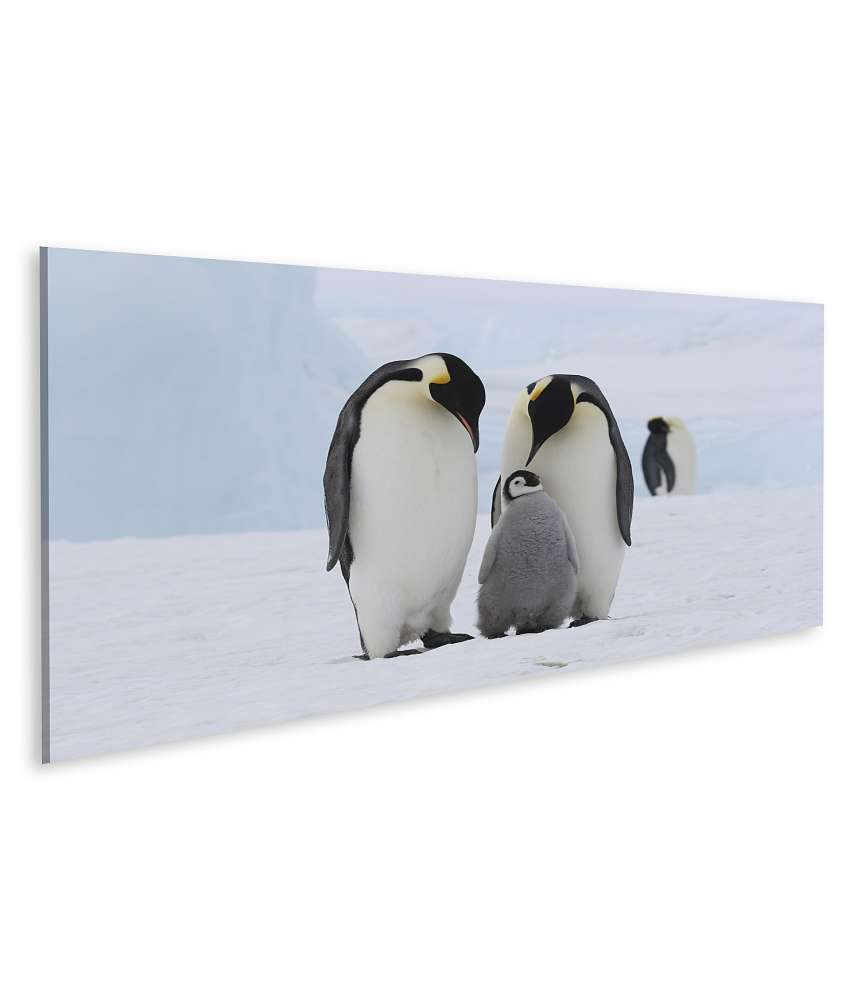 Islandburner Bild auf Leinwand Wandbild einer Pinguinfamilie in der eisigen Antarktis