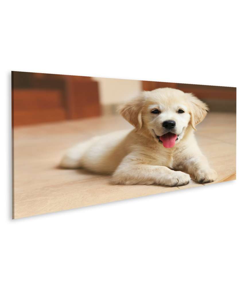 Islandburner Bild auf Leinwand Innenansicht eines goldenen Labrador Retriever Welpen Wandbilds