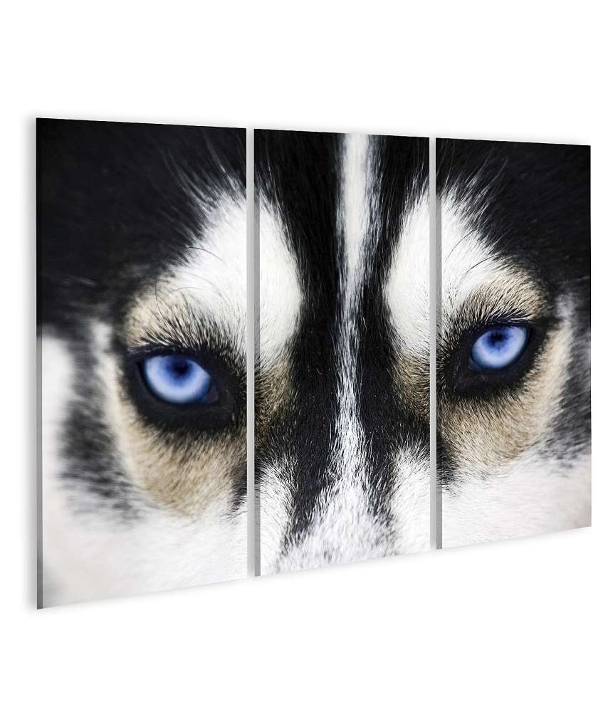 Islandburner Bild auf Leinwand Nahaufnahme der leuchtend blauen Augen eines Husky-Hundes