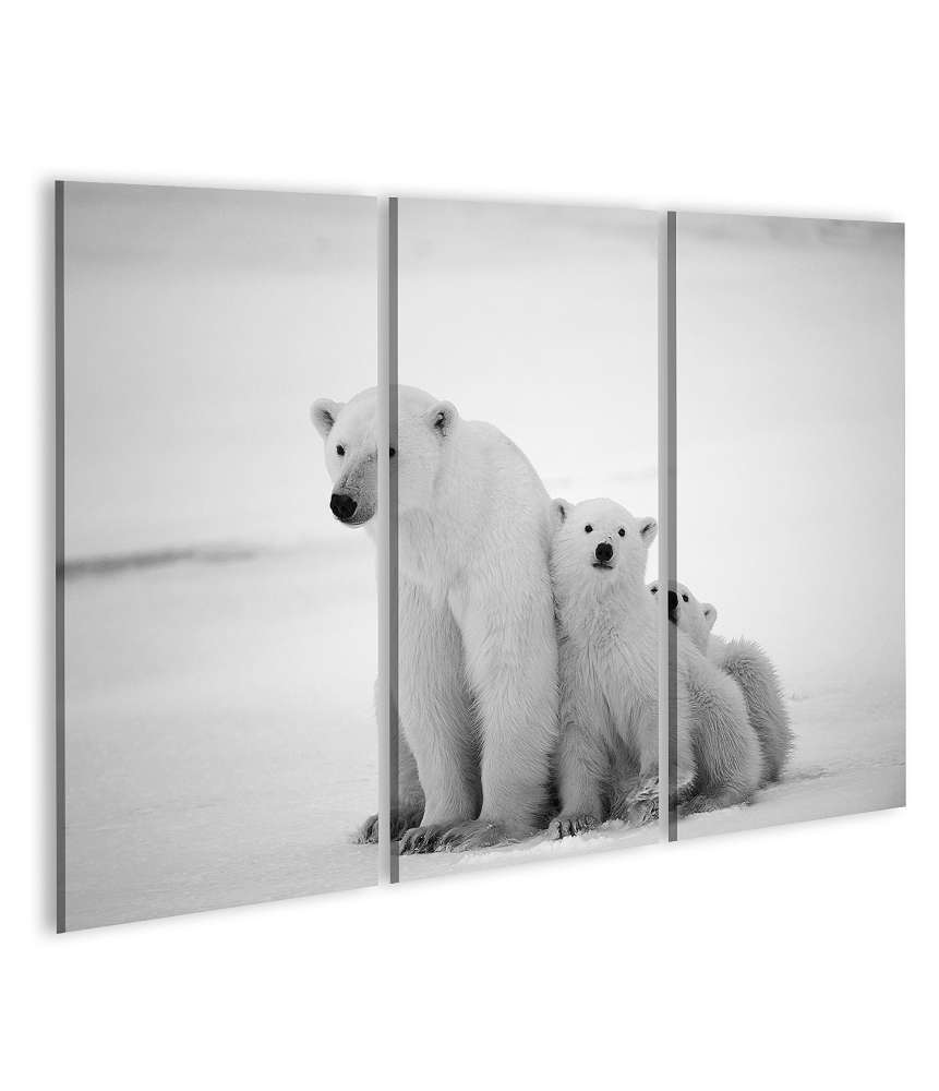 Islandburner Bild auf Leinwand Eisbär mit zwei Jungen auf weißem Hintergrund als Wandbild