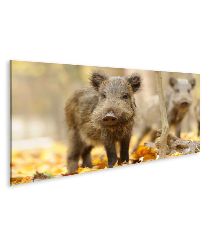 Islandburner Bild auf Leinwand Herbstwald mit majestätischem Wildschwein: Wandbild