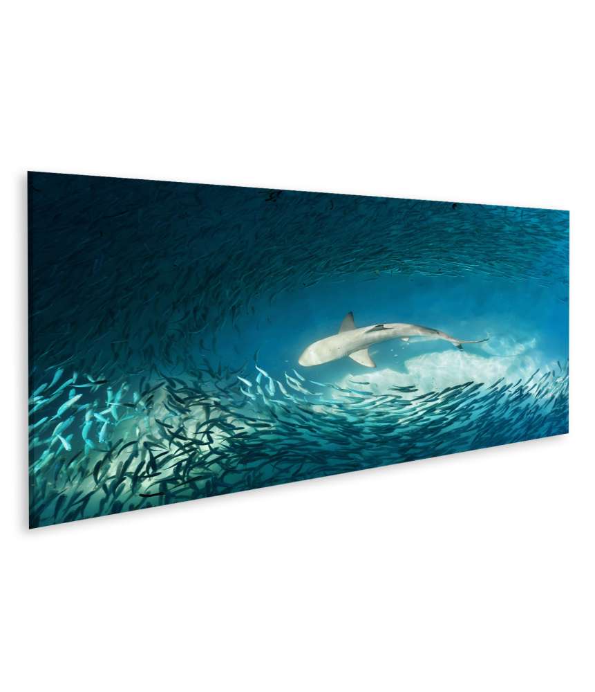 Islandburner Bild auf Leinwand Haie und kleine Fische im natürlichen Ozean-Hintergrund Wandbild