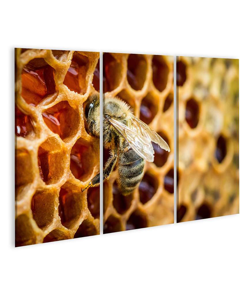 Islandburner Bild auf Leinwand Bienen auf einer Honigwabe