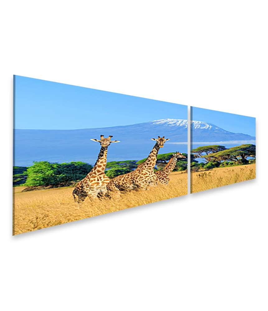 Islandburner Bild auf Leinwand Drei Giraffen im kenianischen Nationalpark mit Kilimanjaro im Hintergrund, Afrika