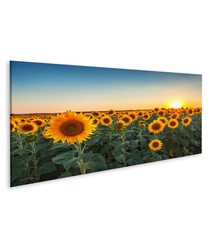 Islandburner Bild auf Leinwand Sonnenuntergang über einem Feld voller blühender Sonnenblumen