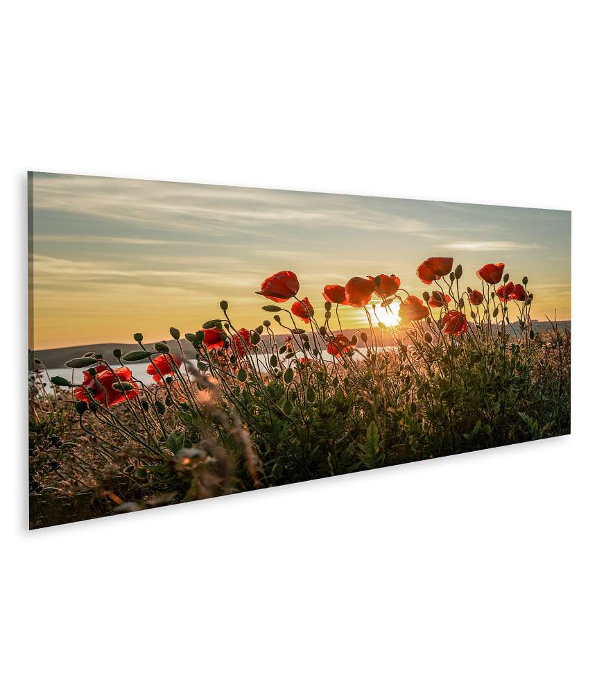 Islandburner Bild auf Leinwand Sonnenuntergang mit rotem Mohn auf Mönchgut, Ostseeinsel Rügen