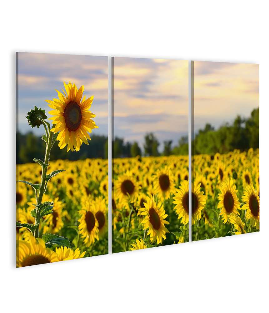 Islandburner Bild auf Leinwand Großes Wandbild: Sonnenblume vor Feld und prachtvollem Abendhimmel