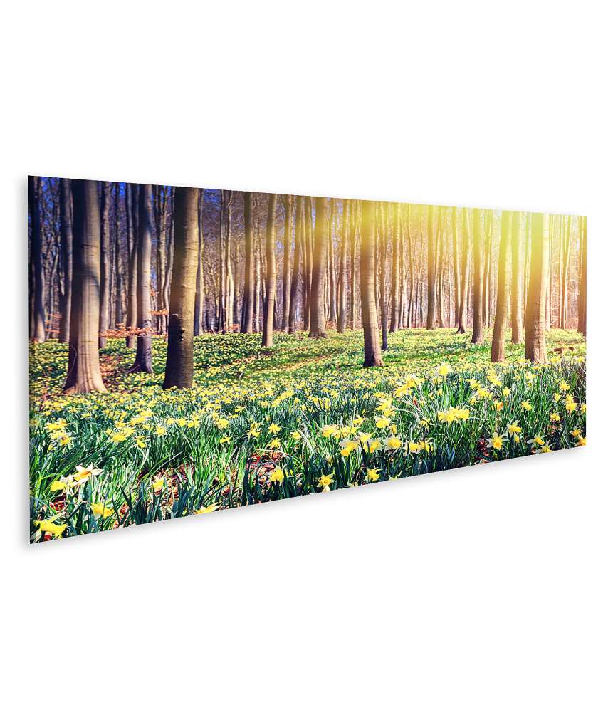 Islandburner Bild auf Leinwand Waldlandschaft im Frühling, übersät mit gelben Narzissen