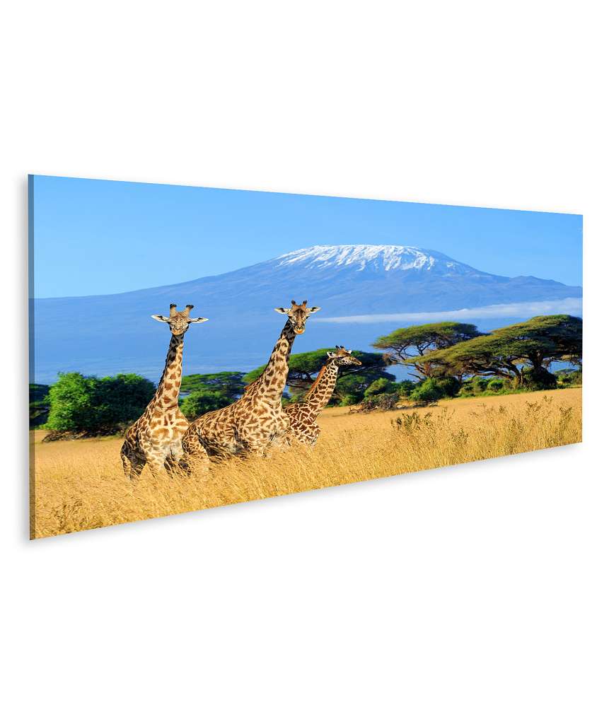 Islandburner Bild auf Leinwand Drei Giraffen im kenianischen Nationalpark mit Kilimanjaro im Hintergrund, Afrika