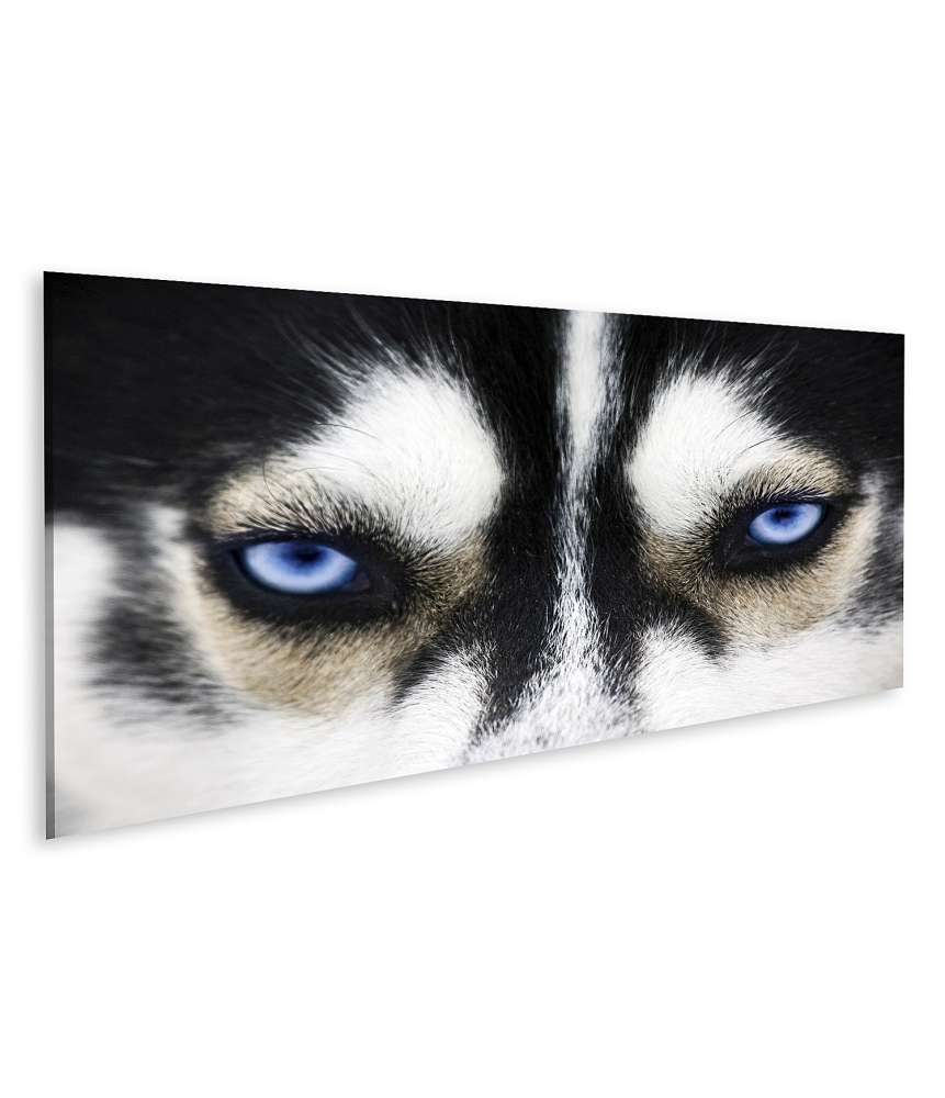 Islandburner Bild auf Leinwand Nahaufnahme der leuchtend blauen Augen eines Husky-Hundes