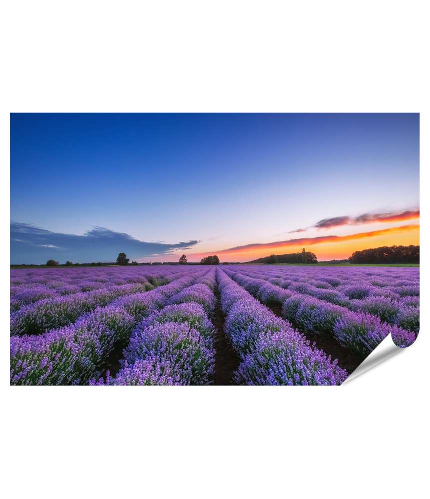 XXL Premium Poster Dramatischer Sonnenaufgang über duftendem Lavendelfeld mit Wolkenkulisse