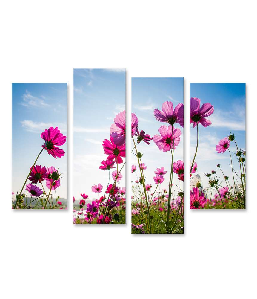 Islandburner Bild auf Leinwand Blumenfeld in Pink unter strahlend blauem Himmel