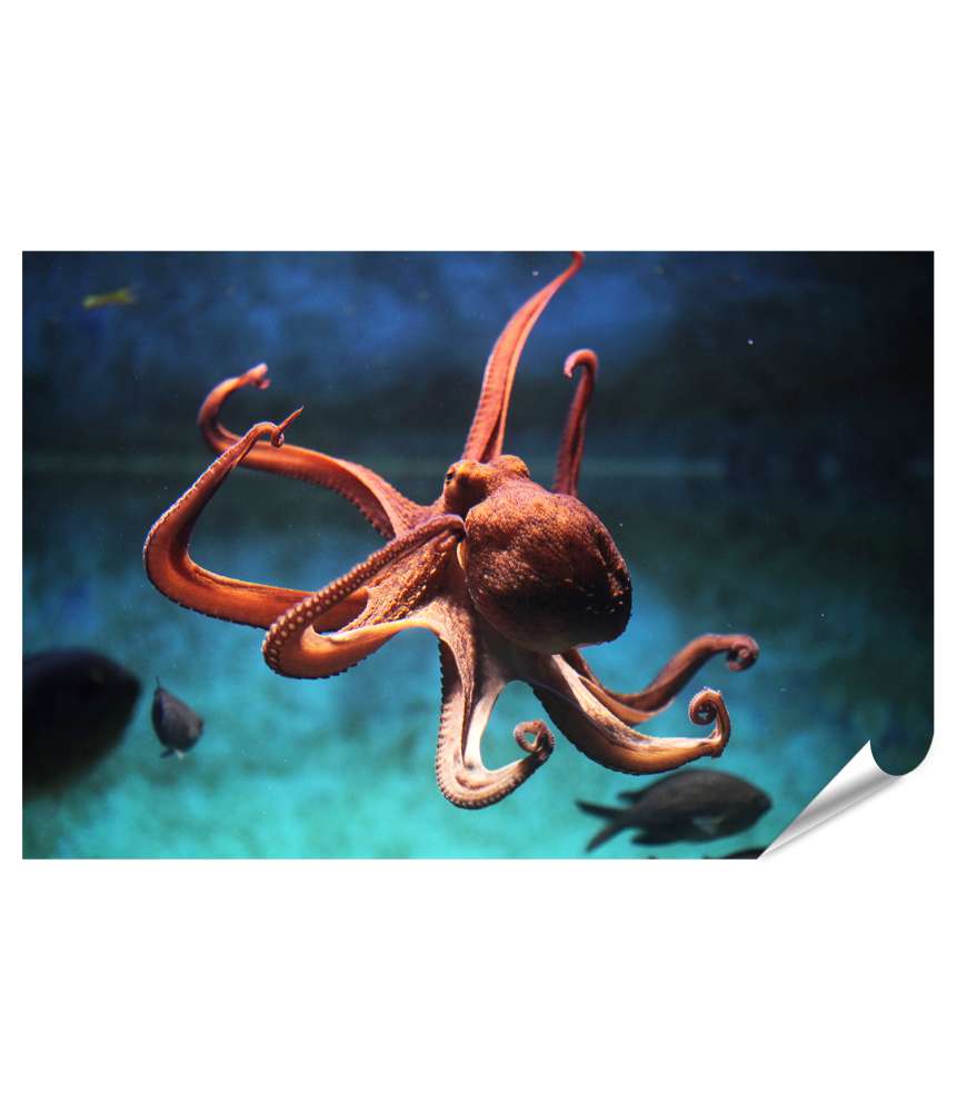 Islandburner XXL Premium Poster Wild lebender Oktopus (Octopus Vulgaris) in seinem aquatischen Habitat