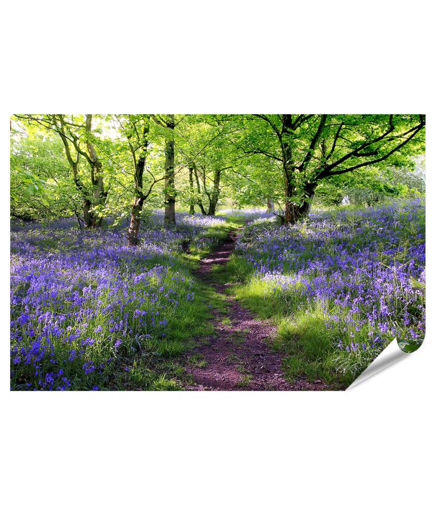 Islandburner XXL Premium Poster Schottische Wiese mit blauen Glockenblumen - Wandbild