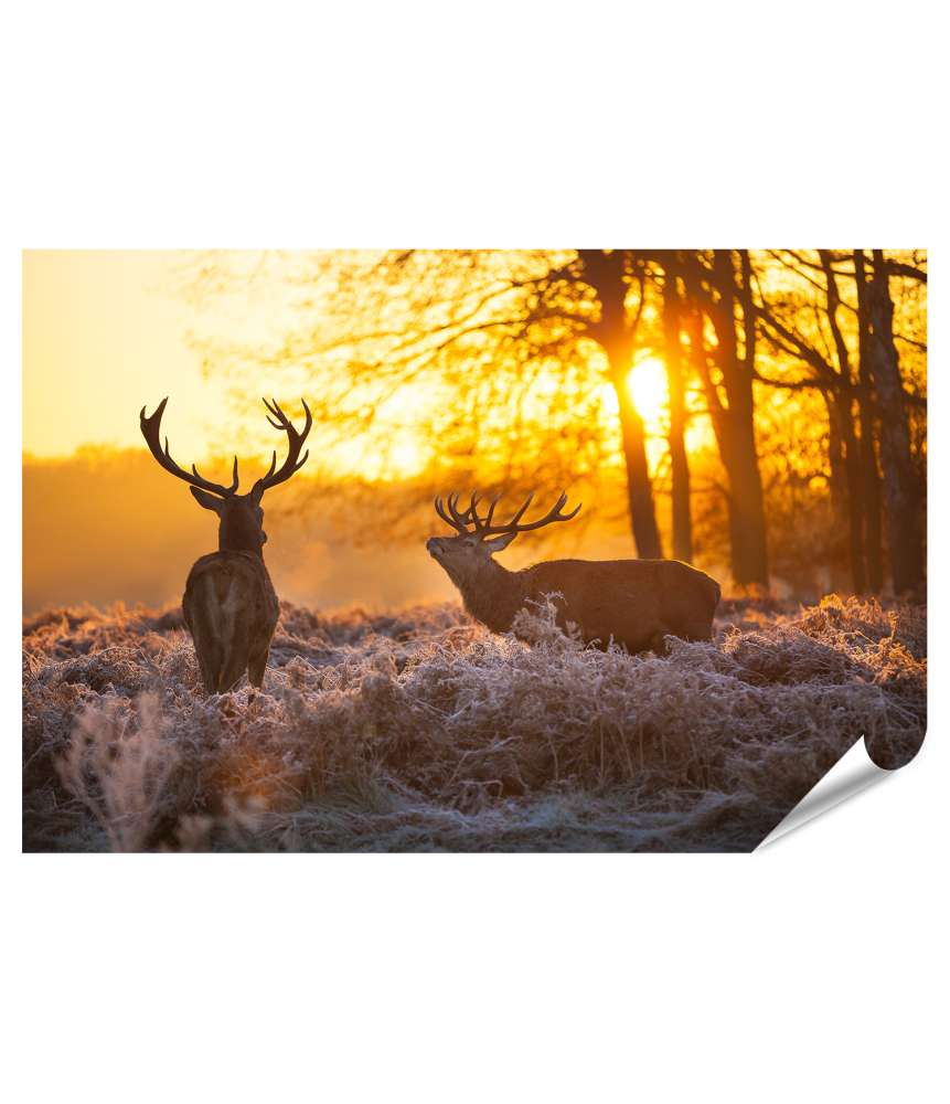 Islandburner XXL Premium Poster Zwei Rehe genießen die Morgensonne auf dem Wandbild