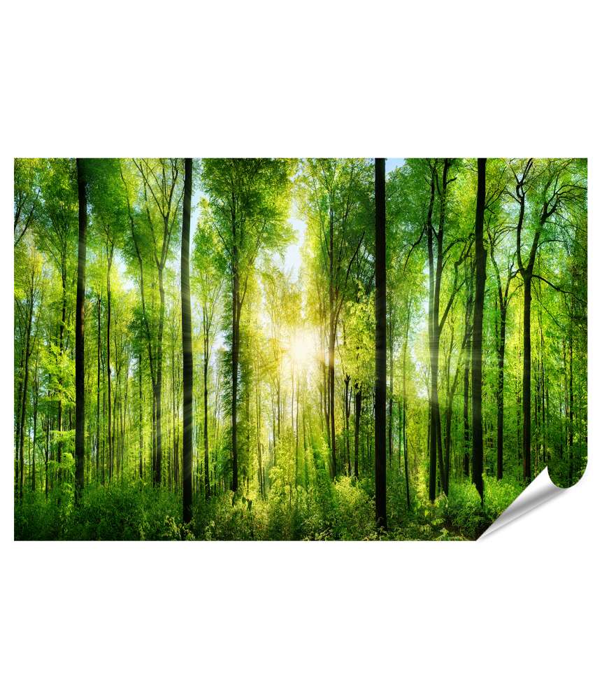 Islandburner XXL Premium Poster Idyllisches Wandbild von grünen Laubbäumen in einem malerischen Wald