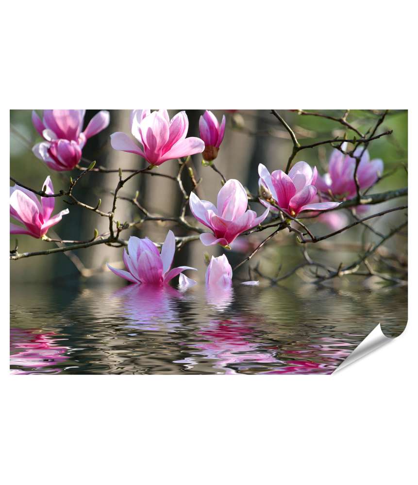 Islandburner XXL Premium Poster Japanische Magnolienblüten am Wasser Wandbild