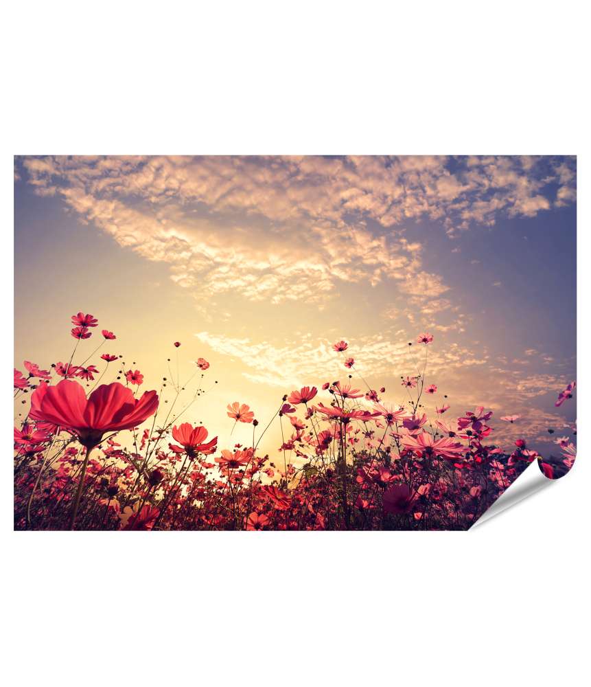 Islandburner XXL Premium Poster Schönes Wandbild einer sonnigen Landschaft mit roten Kosmos-Blumenfeldern