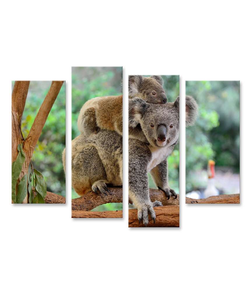 Islandburner Bild auf Leinwand Mutter Koala hält ihr Baby im Eukalyptusbaum fest