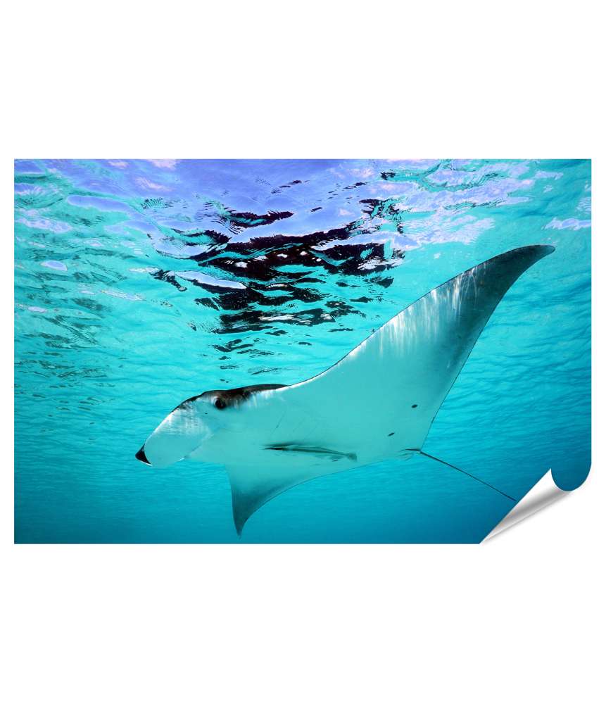 Islandburner XXL Premium Poster Manta-Rochen schwebt elegant im türkisblauen Wasser - Wandbild