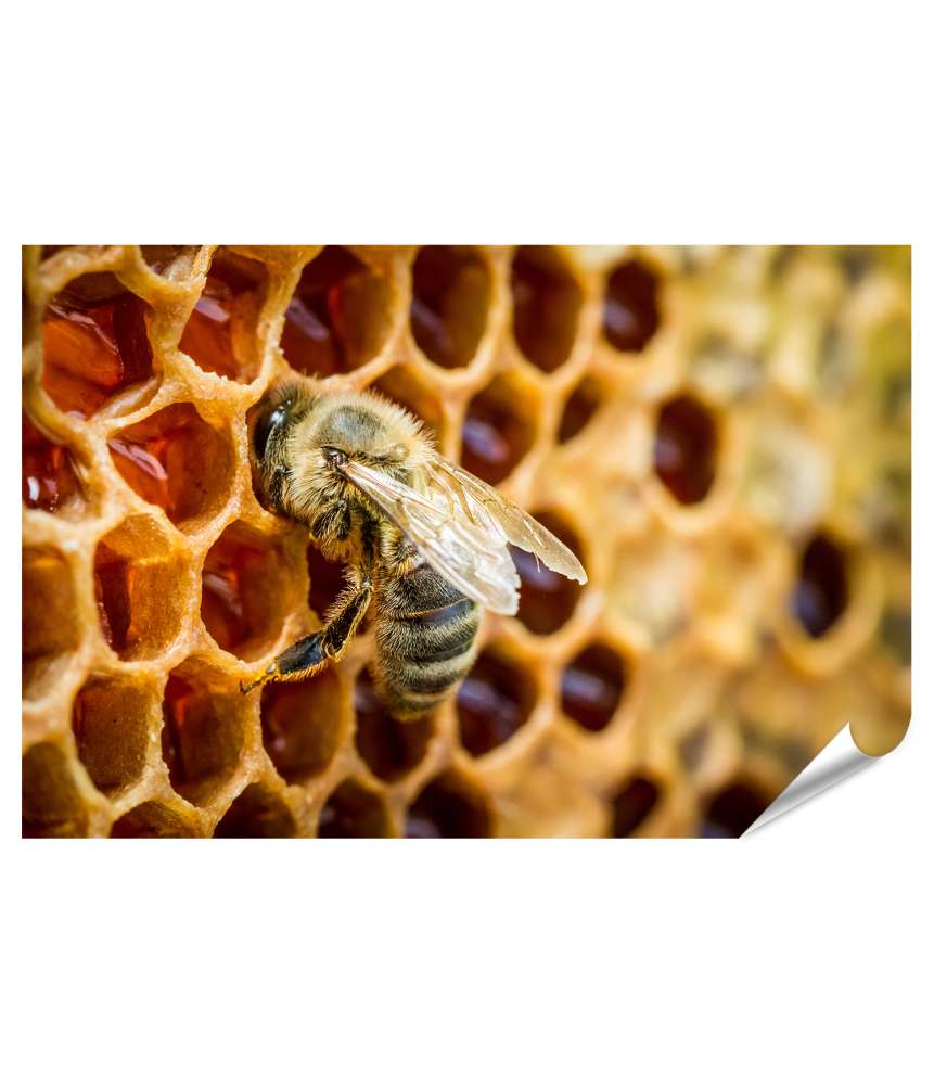 Islandburner XXL Premium Poster Bienen auf Waben in einem detailreichen Bienenstock-Wandbild