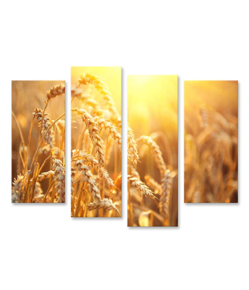 Bild auf Leinwand Nahaufnahme einer reichen Ernte in goldenem Weizenfeld