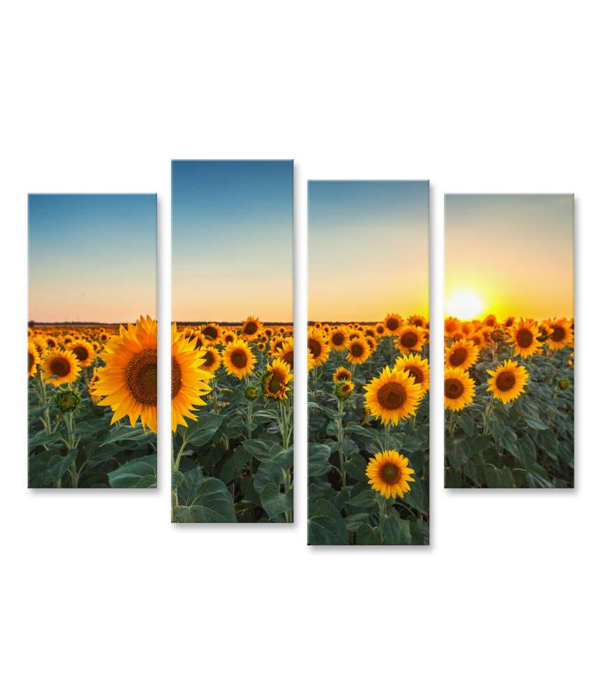 Islandburner Bild auf Leinwand Sonnenuntergang über einem Feld voller blühender Sonnenblumen