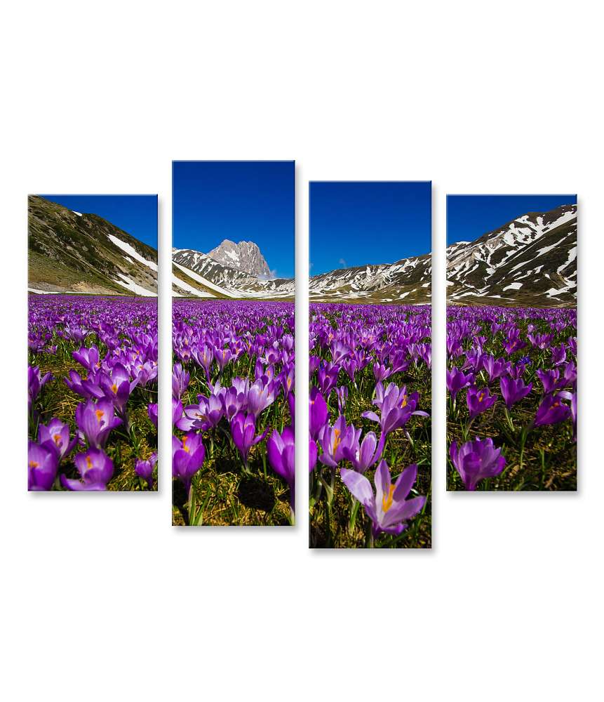 Islandburner Bild auf Leinwand Berglandschaft mit wilden Krokusblüten auf Wandteppich, Campo Imperatore, Italien