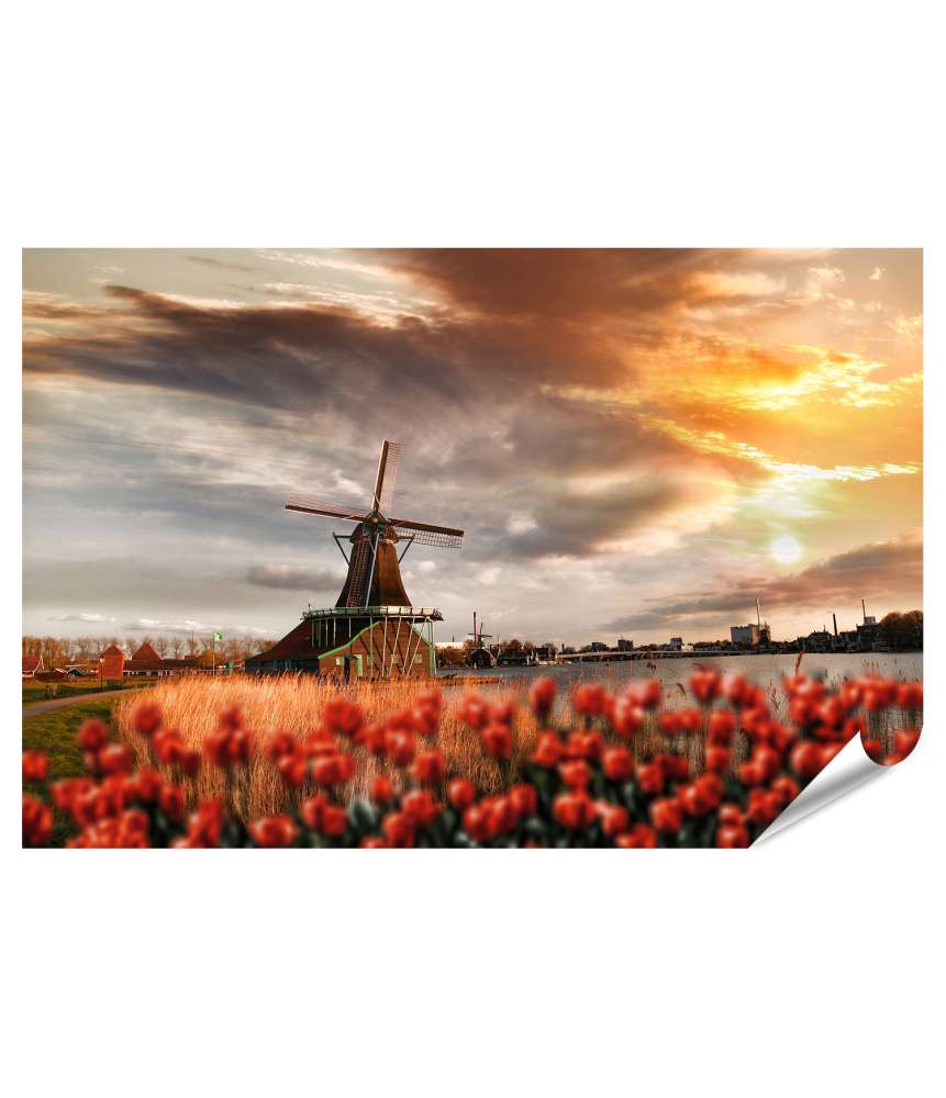 Islandburner XXL Premium Poster Traditionelle Windmühlen und rote Tulpen in Zaanse Schans, Amsterdam