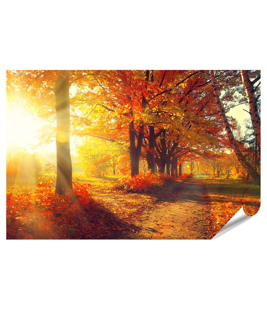 Islandburner XXL Premium Poster Herbstpark mit sonnenbeschienenen, herbstlich gefärbten Bäumen und Blättern