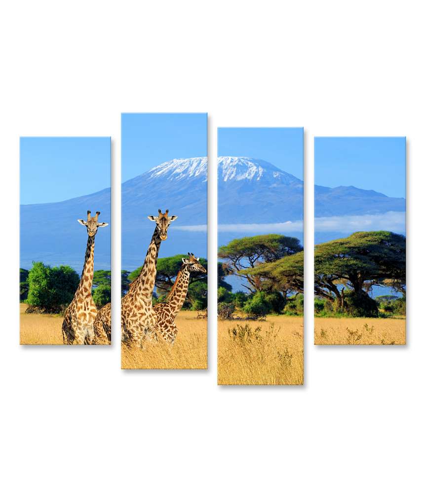 Islandburner Bild auf Leinwand Drei Giraffen im kenianischen Nationalpark mit Kilimanjaro im Hintergrund, Afrika