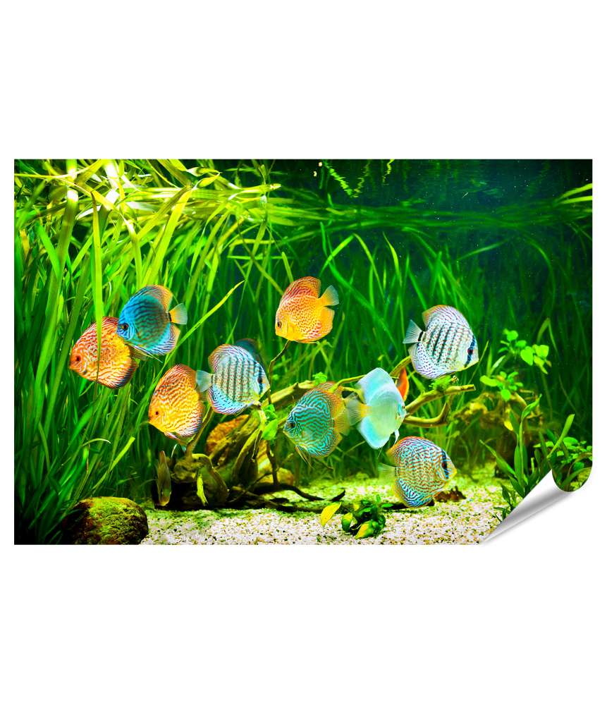 Islandburner XXL Premium Poster Symphysodon Discus-Fische in einem Aquarium vor grünem Hintergrund