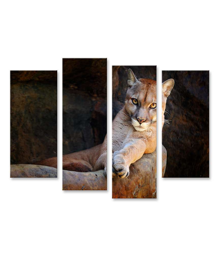 Islandburner Bild auf Leinwand Verstecktes Porträt des wilden Pumas (Puma Concolor) als Wandbild