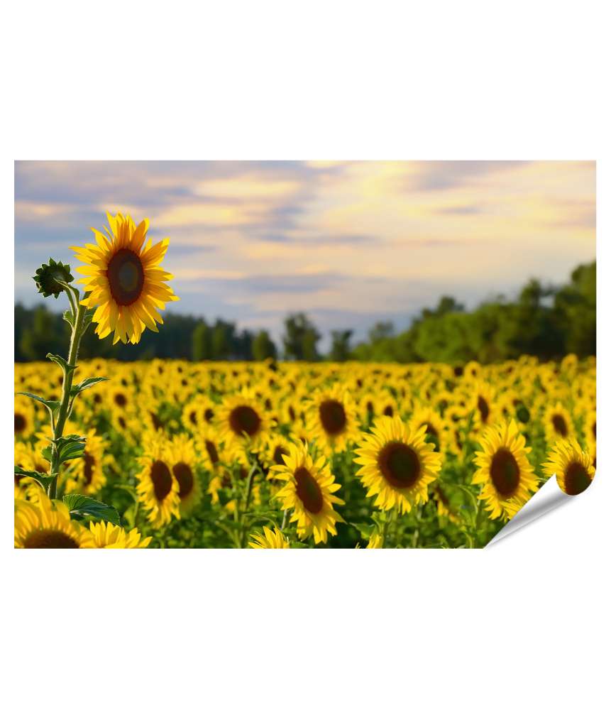 Islandburner XXL Premium Poster Prächtiges Wandbild eines Sonnenblumenfelds bei zauberhaftem Abendhimmel