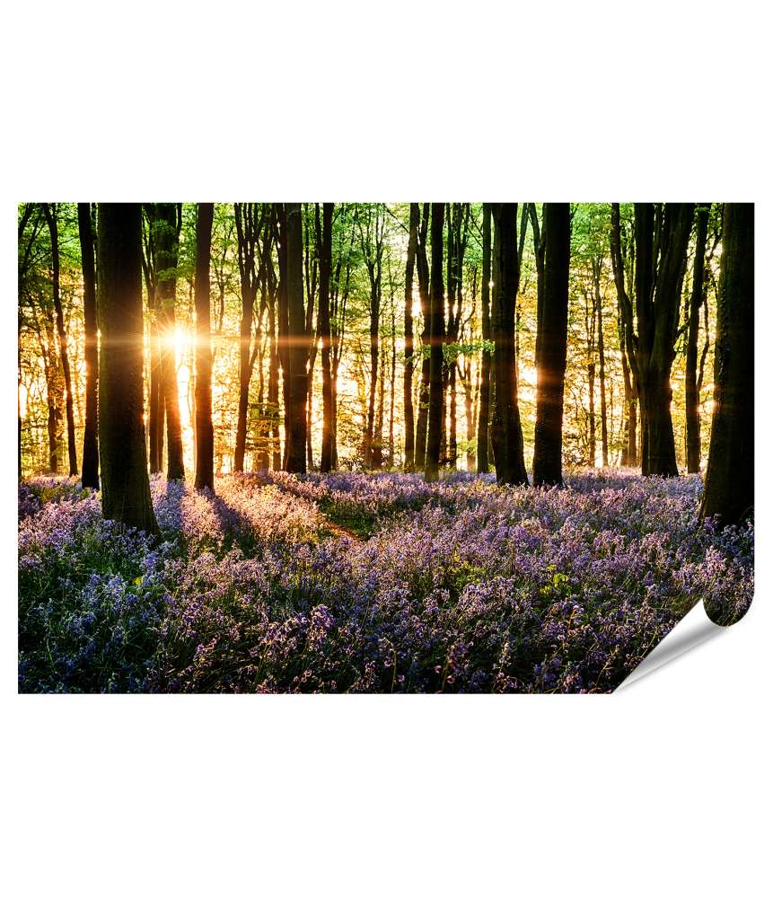 Islandburner XXL Premium Poster Morgenlicht erweckt blühende Glockenblumen im Wald zum Leben