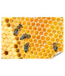 XXL Premium Poster Fleißige Bienen, die eifrig Honig in ihren Waben herstellen