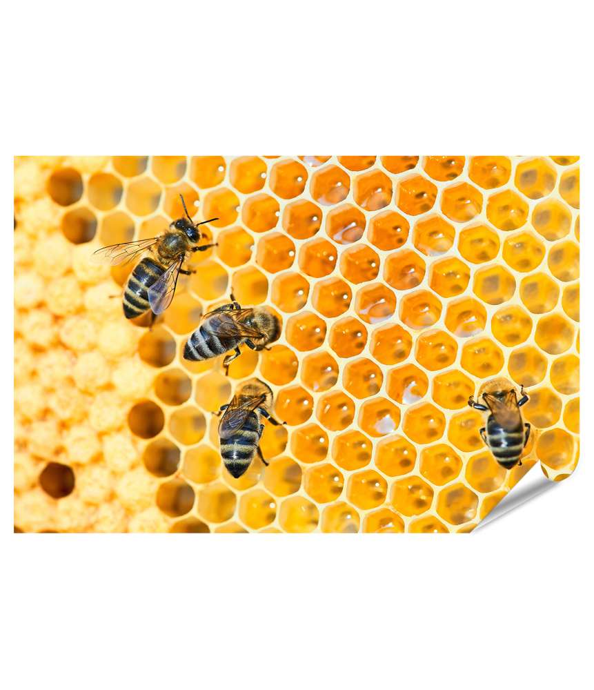 XXL Premium Poster Fleißige Bienen, die eifrig Honig in ihren Waben herstellen