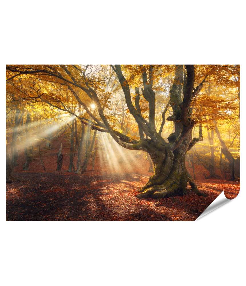 Islandburner XXL Premium Poster Mystischer alter Baum im nebeligen Herbstwald bei Sonnenaufgang