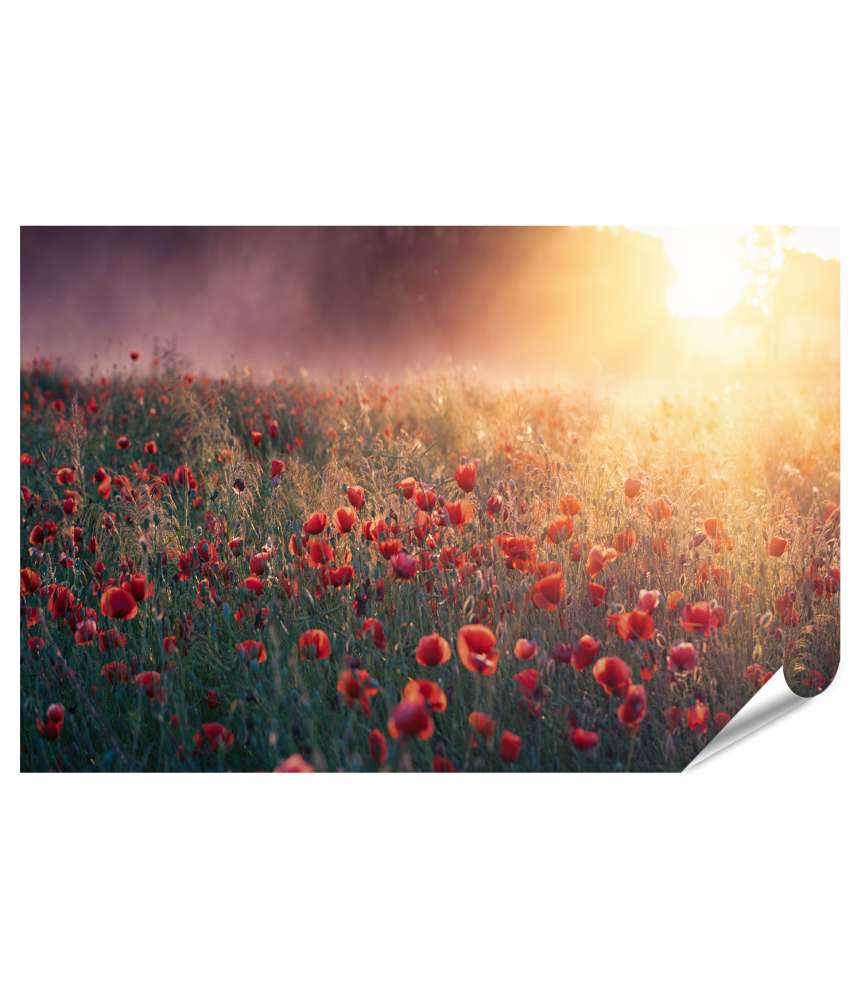 Islandburner XXL Premium Poster Mohnblumen blühen wild im Nebel eines Morgenfeldes mit Sonnenstrahlen und Raps