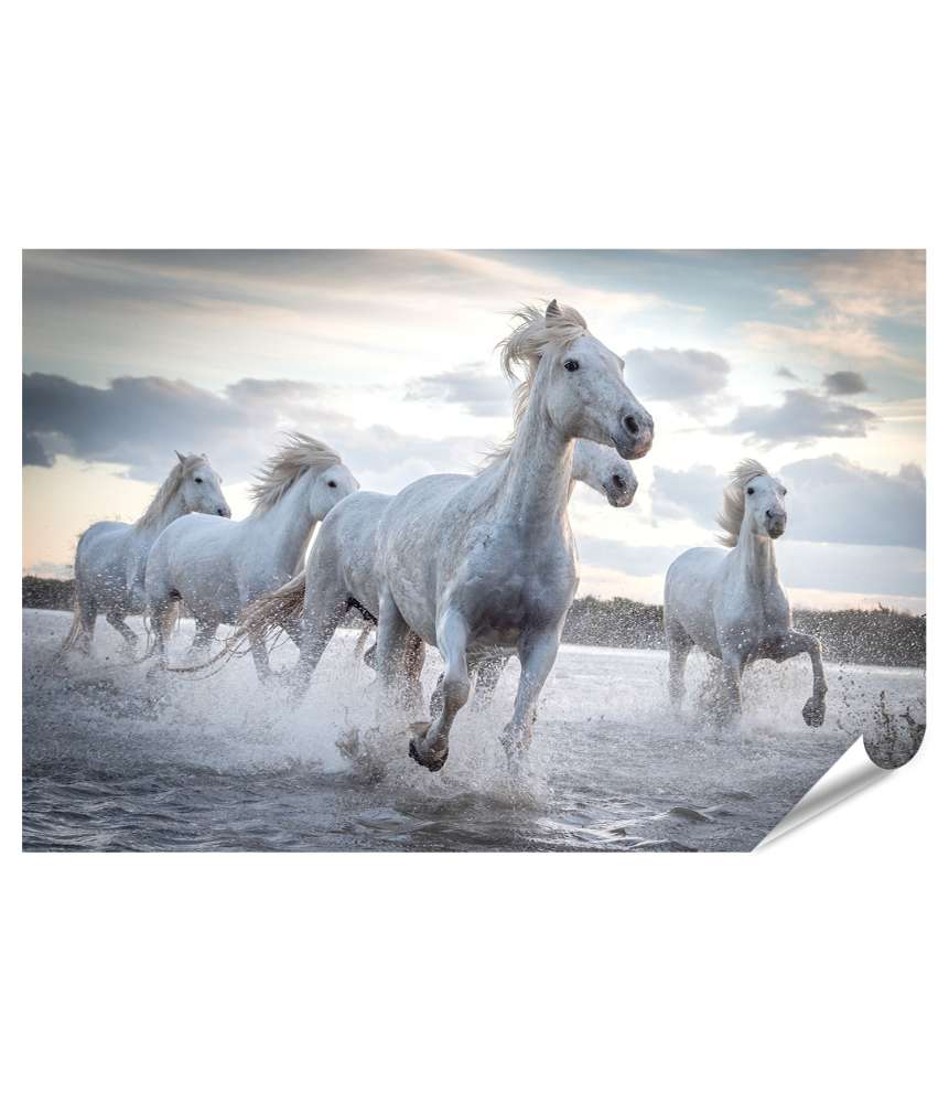 Islandburner XXL Premium Poster Herde weißer Camargue-Pferde im Wasser, Frankreich