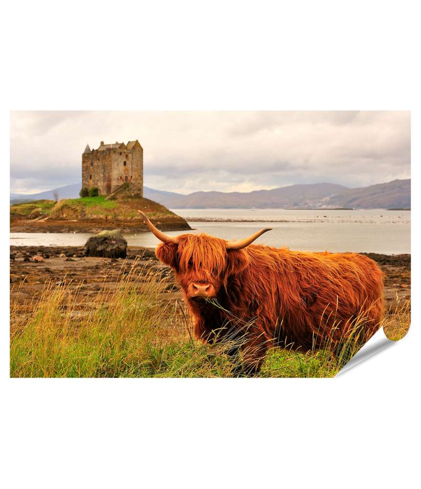 Islandburner XXL Premium Poster Wandbild einer Hochlandkuh am Loch Linnhe, Schottland