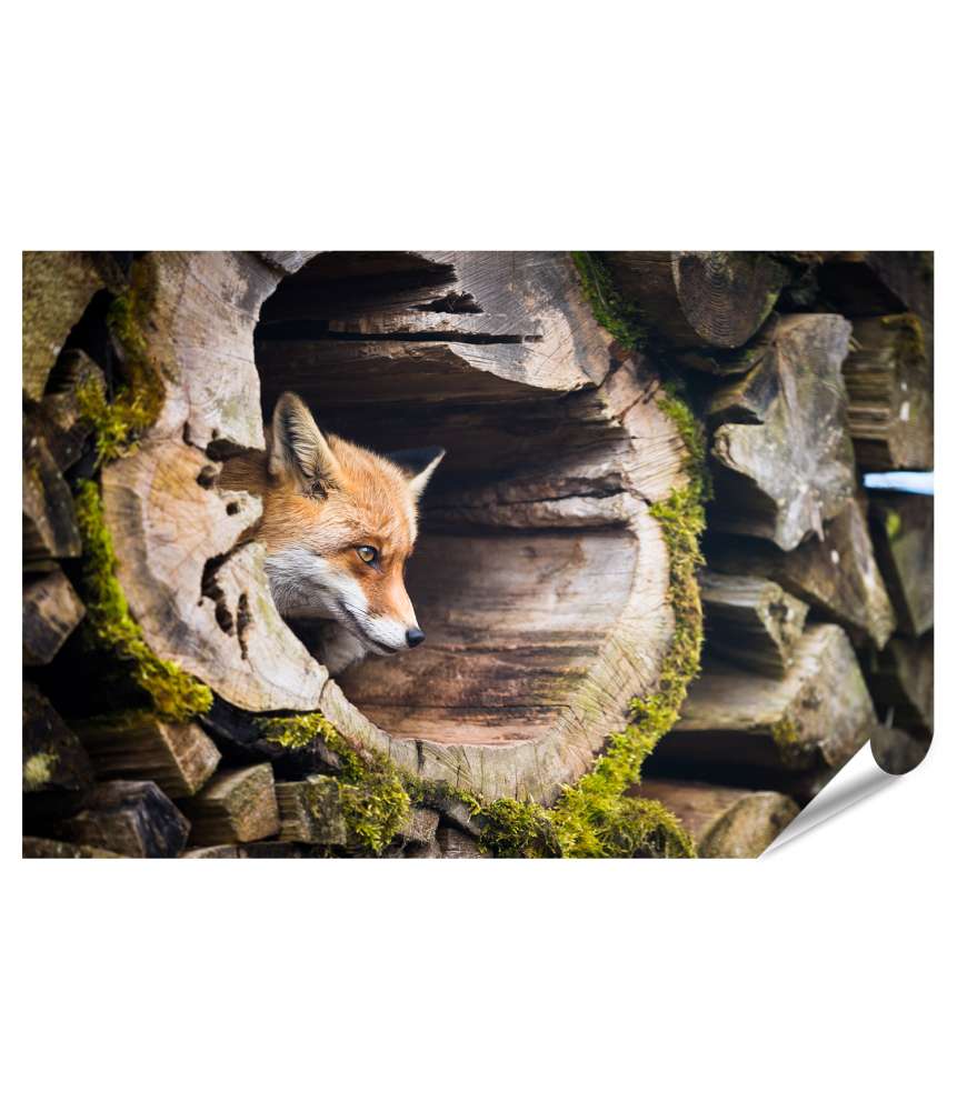 Islandburner XXL Premium Poster Farbenfrohes Wandbild eines Rotfuchses (Vulpes Vulpes) in natürlicher Umgebung