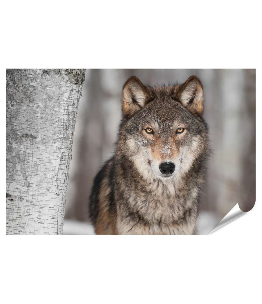 Islandburner XXL Premium Poster Majestätischer grauer Wolf (Canis Lupus) neben schimmernder Birke dargestellt