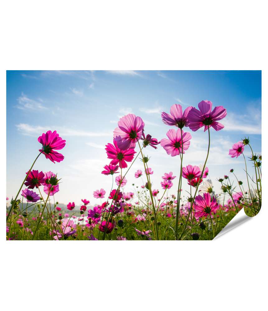 Islandburner XXL Premium Poster Blumenfeld in Pink unter strahlend blauem Himmel